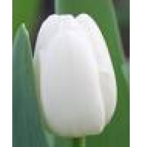 ΤΟΥΛΙΠΑ ΛΕΥΚΗ.......-TULPEN  ANTARCTICA